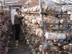 香菇不出菇怎么治？還得“對癥下藥”