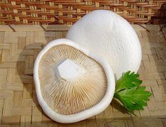 白靈菇畸形難控？逸村機械為您解憂