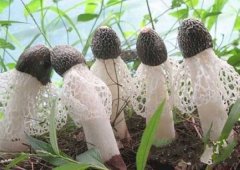 竹蓀的種植要點你知多少？且看逸村機械總結(jié)篇