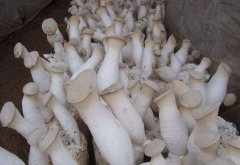 杏鮑菇細菌感染，個頭??？逸村機械為您查文獻招