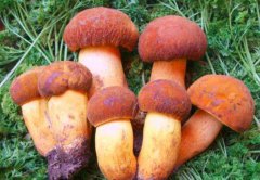 牛肝菌種植注意事項知多少？看逸村機械為您總結(jié)