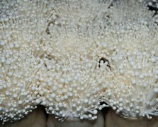 金針菇酵母菌防治有方 逸村食用菌機(jī)械為您詳解