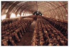 定西小香菇成長為脫貧大產(chǎn)業(yè)